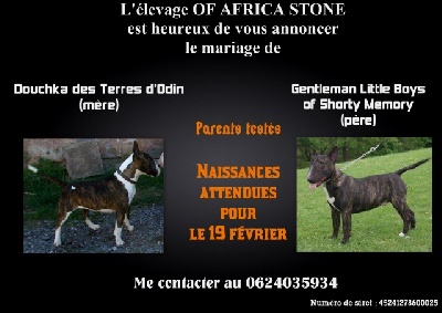 Of Africa Stone - les premier bébés of africa stone