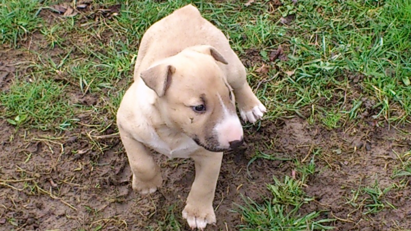 Of Africa Stone - Bull Terrier - Portée née le 13/02/2013