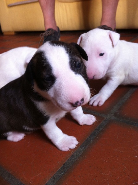 Of Africa Stone - Bull Terrier - Portée née le 27/07/2015